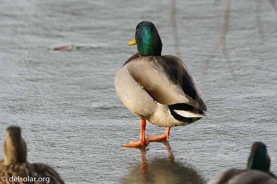 ILCE-6500  --  FE 200-600mm F5.6-6.3 G OSS -- 1/800 sec at f / 6.3 -- ISO 1250 -- 0 EV -- 