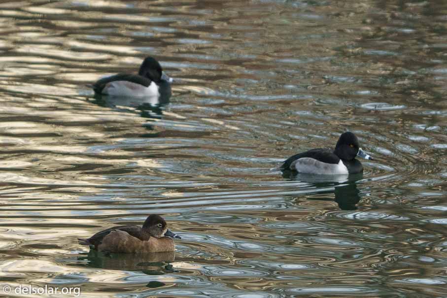 ILCE-6500  --  FE 200-600mm F5.6-6.3 G OSS -- 1/1600 sec at f / 6.3 -- ISO 4000 -- 0 EV -- 