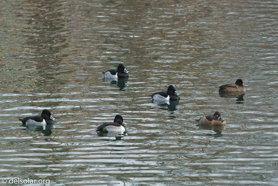 ILCE-6500  --  FE 200-600mm F5.6-6.3 G OSS -- 1/1600 sec at f / 6.3 -- ISO 6400 -- 0 EV -- 