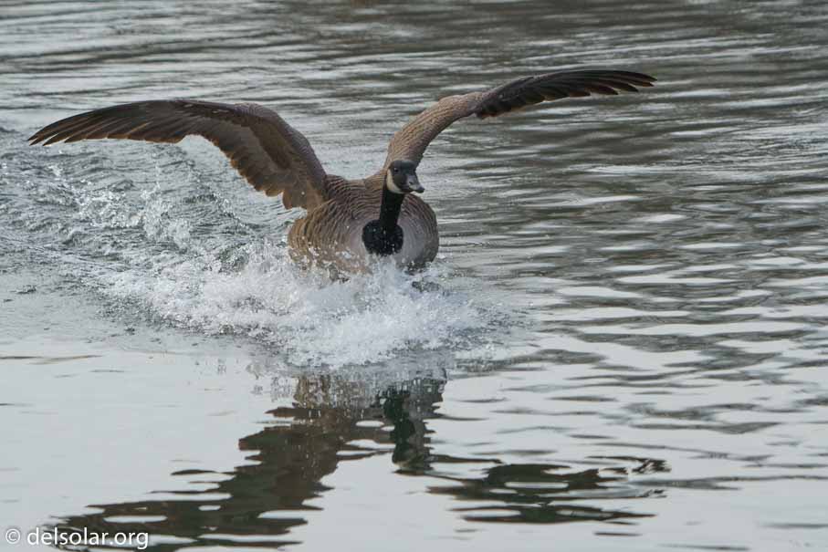 ILCE-6500  --  FE 200-600mm F5.6-6.3 G OSS -- 1/400 sec at f / 9.0 -- ISO 320 -- 0 EV -- 