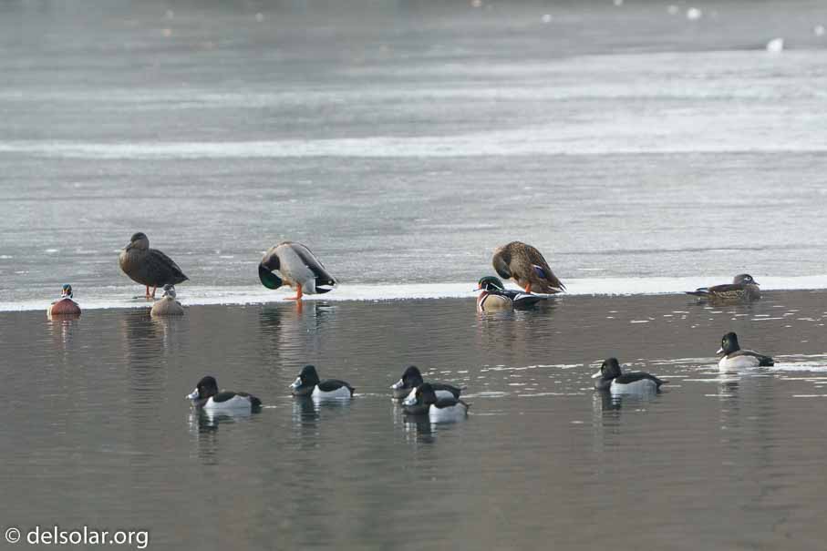 ILCE-6500  --  FE 200-600mm F5.6-6.3 G OSS -- 1/400 sec at f / 9.0 -- ISO 1000 -- 0 EV -- 