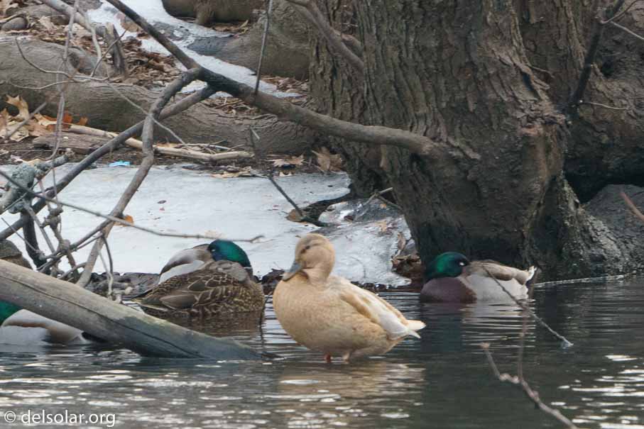 ILCE-6500  --  FE 200-600mm F5.6-6.3 G OSS -- 1/400 sec at f / 9.0 -- ISO 2500 -- 0 EV -- 