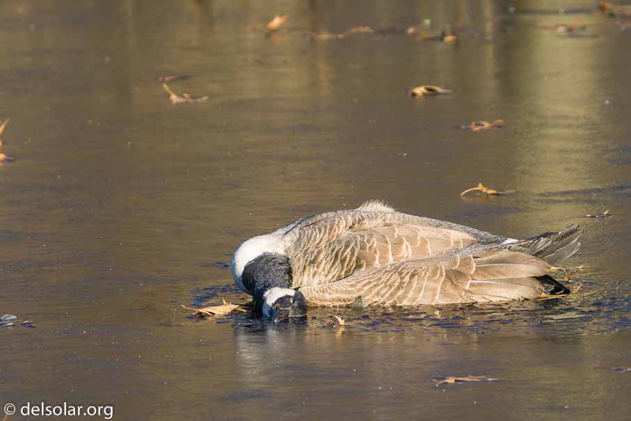 ILCE-6500  --  FE 200-600mm F5.6-6.3 G OSS -- 1/125 sec at f / 7.1 -- ISO 160 -- 0 EV -- 