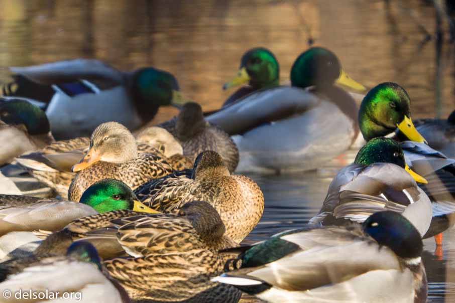 ILCE-6500  --  FE 200-600mm F5.6-6.3 G OSS -- 1/125 sec at f / 7.1 -- ISO 250 -- 0 EV -- 