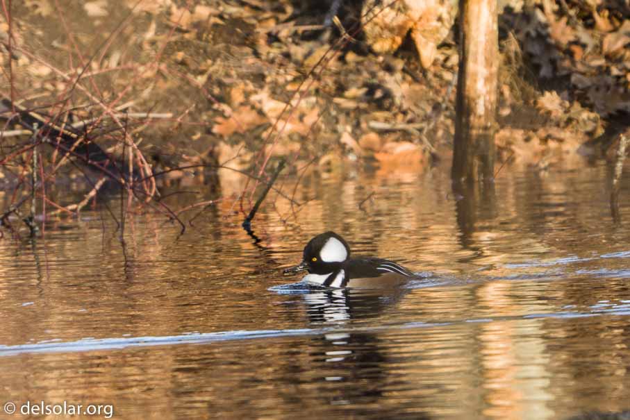 ILCE-6500  --  FE 200-600mm F5.6-6.3 G OSS -- 1/125 sec at f / 7.1 -- ISO 320 -- 0 EV -- 