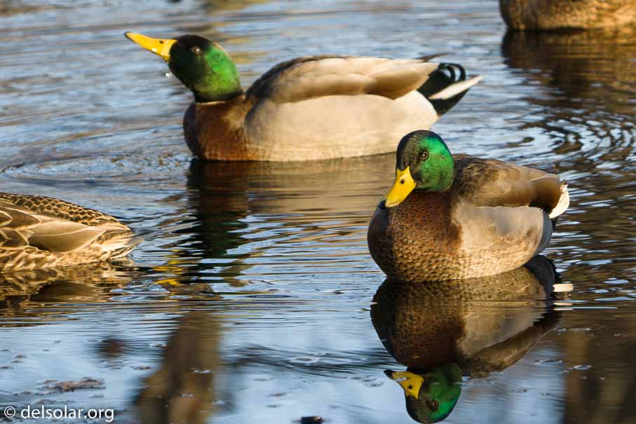 ILCE-6500  --  FE 200-600mm F5.6-6.3 G OSS -- 1/125 sec at f / 7.1 -- ISO 200 -- 0 EV -- 