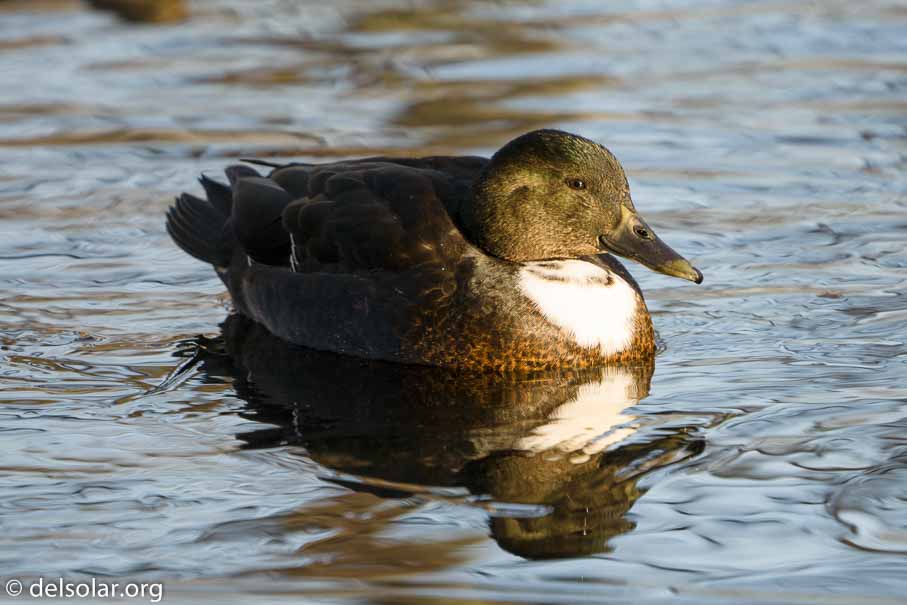 ILCE-6500  --  FE 200-600mm F5.6-6.3 G OSS -- 1/125 sec at f / 7.1 -- ISO 200 -- 0 EV -- 