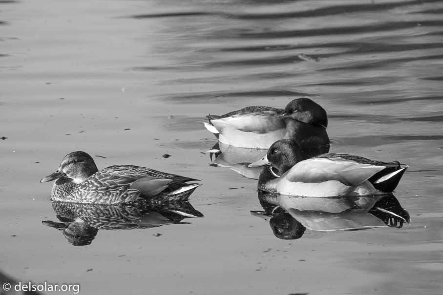 ILCE-6500  --  FE 200-600mm F5.6-6.3 G OSS -- 1/160 sec at f / 7.1 -- ISO 100 -- 0 EV -- 