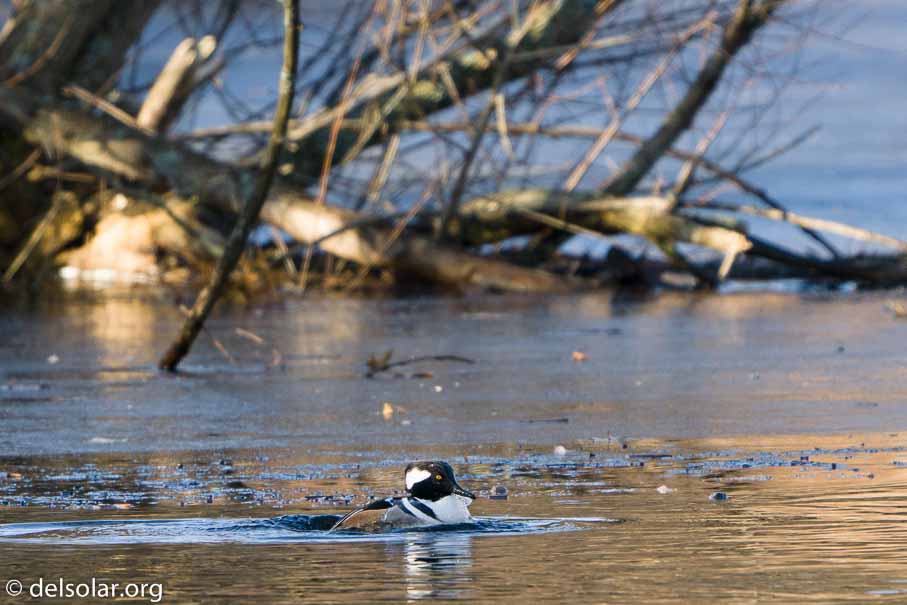 ILCE-6500  --  FE 200-600mm F5.6-6.3 G OSS -- 1/500 sec at f / 7.1 -- ISO 1250 -- 0 EV -- 