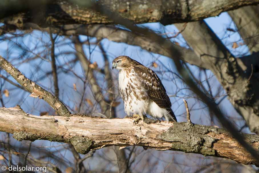 ILCE-6500  --  FE 200-600mm F5.6-6.3 G OSS -- 1/500 sec at f / 7.1 -- ISO 200 -- 0 EV -- 