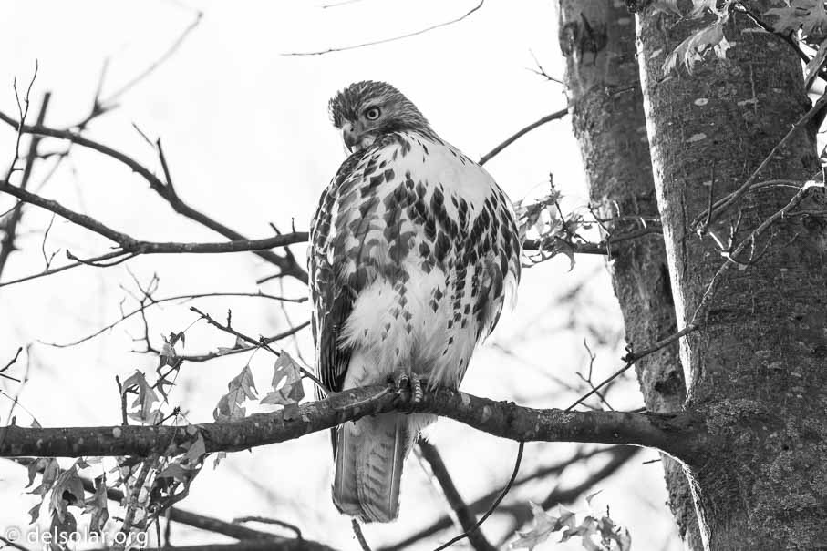 ILCE-6500  --  FE 200-600mm F5.6-6.3 G OSS -- 1/800 sec at f / 6.3 -- ISO 1600 -- 2 7/10 EV -- 