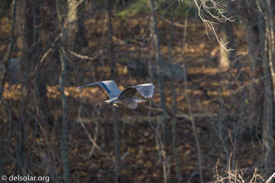 ILCE-6500  --  FE 200-600mm F5.6-6.3 G OSS -- 1/800 sec at f / 6.3 -- ISO 1600 -- 3/10 EV -- 