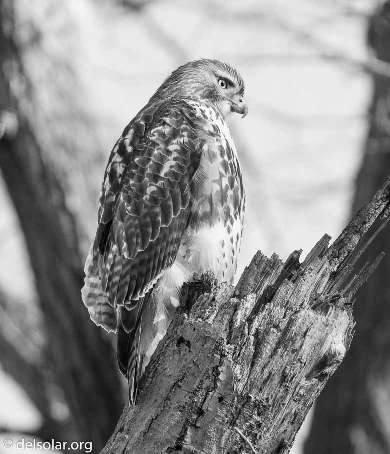 ILCE-6500  --  FE 200-600mm F5.6-6.3 G OSS -- 1/800 sec at f / 6.3 -- ISO 1600 -- 2 EV -- 