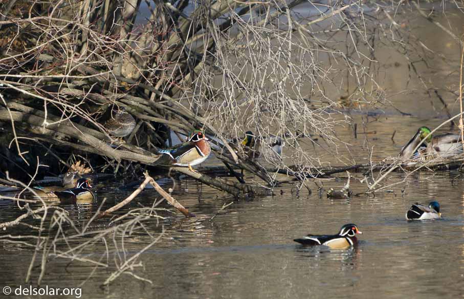 ILCE-6500  --  FE 200-600mm F5.6-6.3 G OSS -- 1/800 sec at f / 6.3 -- ISO 640 -- 0 EV -- 