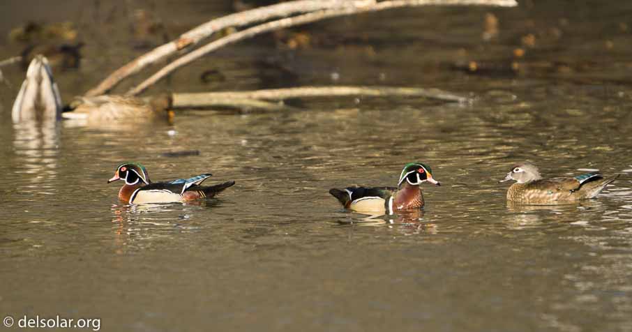 ILCE-6500  --  FE 200-600mm F5.6-6.3 G OSS -- 1/800 sec at f / 6.3 -- ISO 500 -- 0 EV -- 