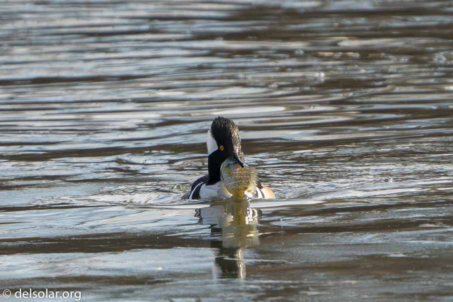 ILCE-6500  --  FE 200-600mm F5.6-6.3 G OSS -- 1/500 sec at f / 7.1 -- ISO 500 -- 0 EV -- 