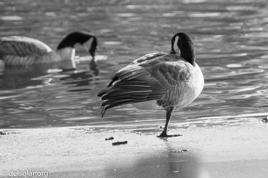 ILCE-6500  --  FE 200-600mm F5.6-6.3 G OSS -- 1/500 sec at f / 7.1 -- ISO 500 -- 0 EV -- 