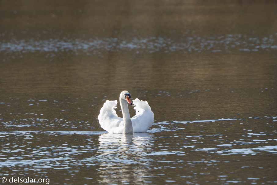 ILCE-6500  --  FE 200-600mm F5.6-6.3 G OSS -- 1/500 sec at f / 7.1 -- ISO 640 -- 0 EV -- 