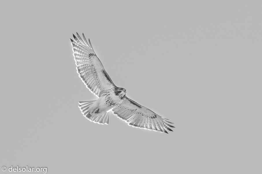 ILCE-6500  --  FE 200-600mm F5.6-6.3 G OSS -- 1/1000 sec at f / 9.0 -- ISO 320 -- 0 EV -- 