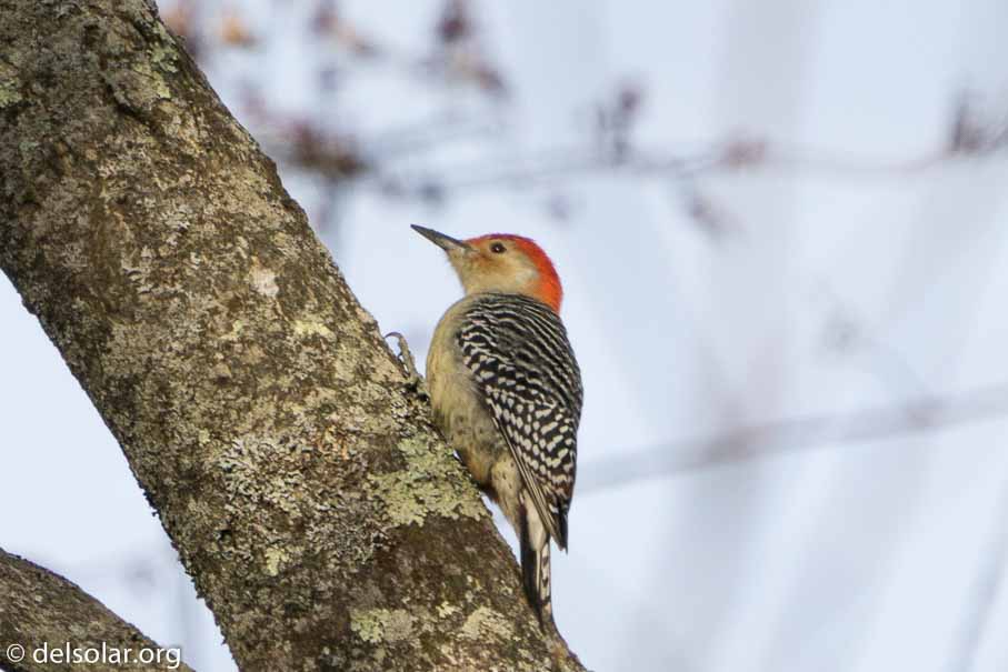 ILCE-6500  --  FE 200-600mm F5.6-6.3 G OSS -- 1/1250 sec at f / 7.1 -- ISO 320 -- 0 EV -- 