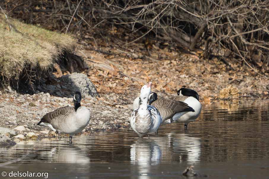 ILCE-6500  --  FE 200-600mm F5.6-6.3 G OSS -- 1/800 sec at f / 7.1 -- ISO 400 -- 0 EV -- 