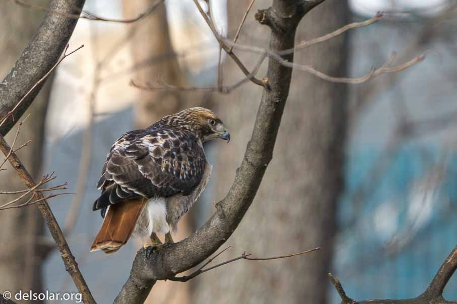 ILCE-6500  --  FE 200-600mm F5.6-6.3 G OSS -- 1/125 sec at f / 7.1 -- ISO 100 -- 0 EV -- 