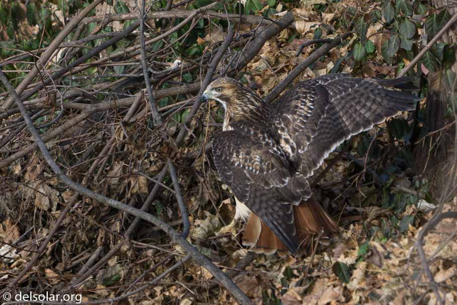 ILCE-6500  --  FE 200-600mm F5.6-6.3 G OSS -- 1/100 sec at f / 7.1 -- ISO 100 -- 0 EV -- 