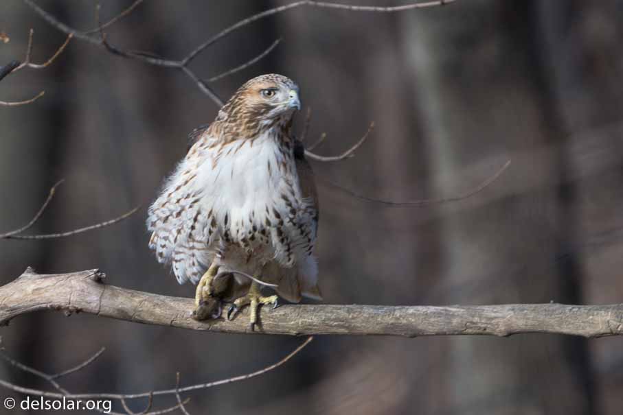 ILCE-6500  --  FE 200-600mm F5.6-6.3 G OSS -- 1/100 sec at f / 7.1 -- ISO 100 -- 0 EV -- 