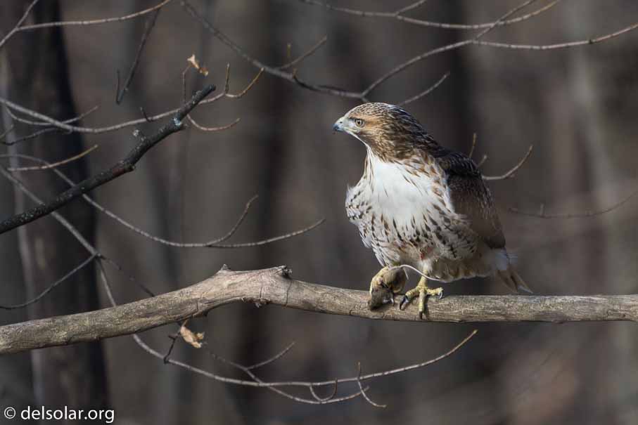 ILCE-6500  --  FE 200-600mm F5.6-6.3 G OSS -- 1/100 sec at f / 7.1 -- ISO 100 -- 0 EV -- 