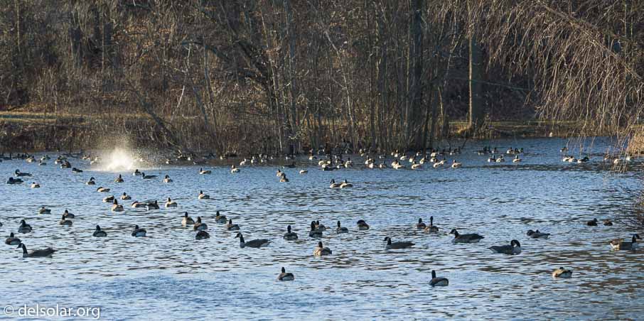 ILCE-6500  --  FE 200-600mm F5.6-6.3 G OSS -- 1/1250 sec at f / 7.1 -- ISO 1250 -- 0 EV -- 