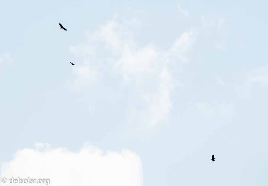 ILCE-6500  --  FE 200-600mm F5.6-6.3 G OSS -- 1/400 sec at f / 7.1 -- ISO 100 -- 0 EV -- 