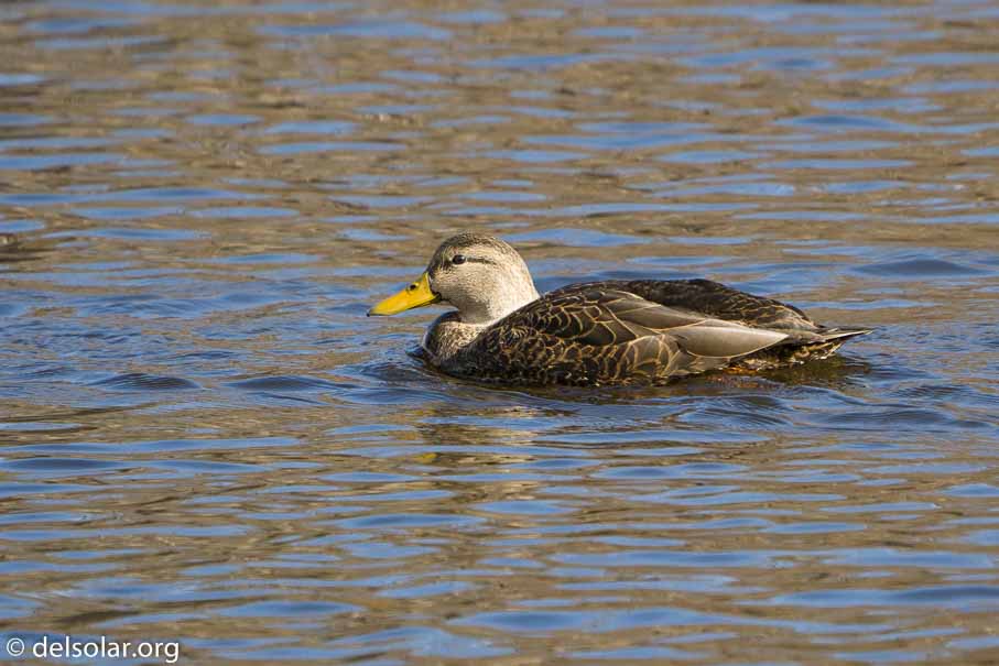 ILCE-6500  --  FE 200-600mm F5.6-6.3 G OSS -- 1/1250 sec at f / 7.1 -- ISO 1600 -- 0 EV -- 