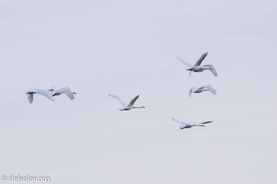 ILCE-6000  --  FE 200-600mm F5.6-6.3 G OSS -- 1/320 sec at f / 18 -- ISO 800 -- 0 EV -- 