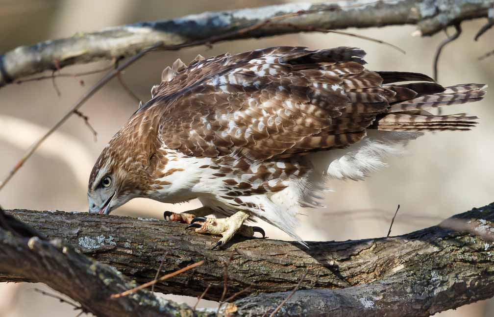 Canon EOS 7D Mark II  --  EF600mm f/4L IS II USM +1.4x III -- 1/800 sec at f / 7.1 -- ISO 640 -- 1/3 EV -- 