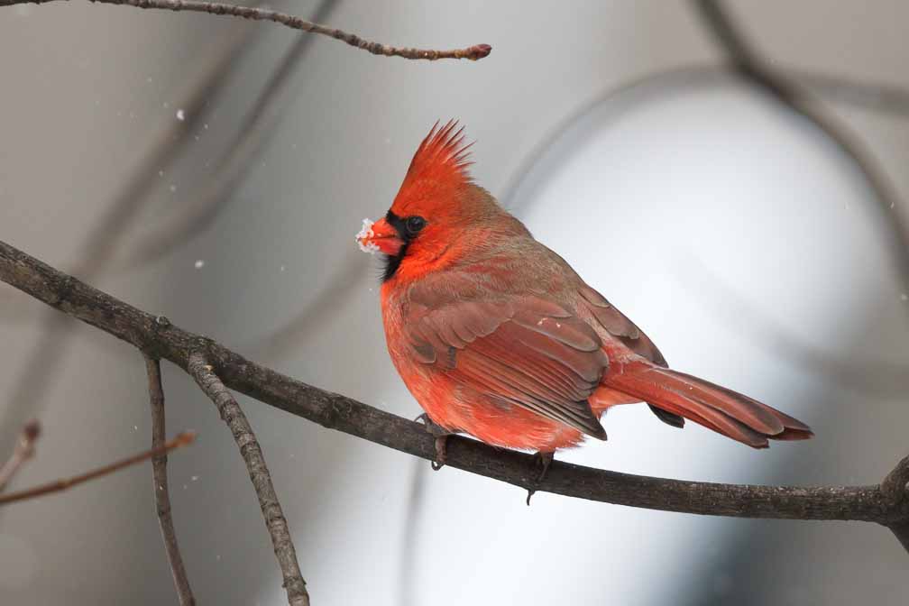 Canon EOS 7D Mark II  --  EF600mm f/4L IS II USM +1.4x III -- 1/1250 sec at f / 6.3 -- ISO 1250 -- 1/3 EV -- 