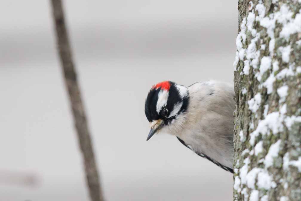 Canon EOS 7D Mark II  --  EF600mm f/4L IS II USM +1.4x III -- 1/800 sec at f / 6.3 -- ISO 1250 -- 1/3 EV -- 