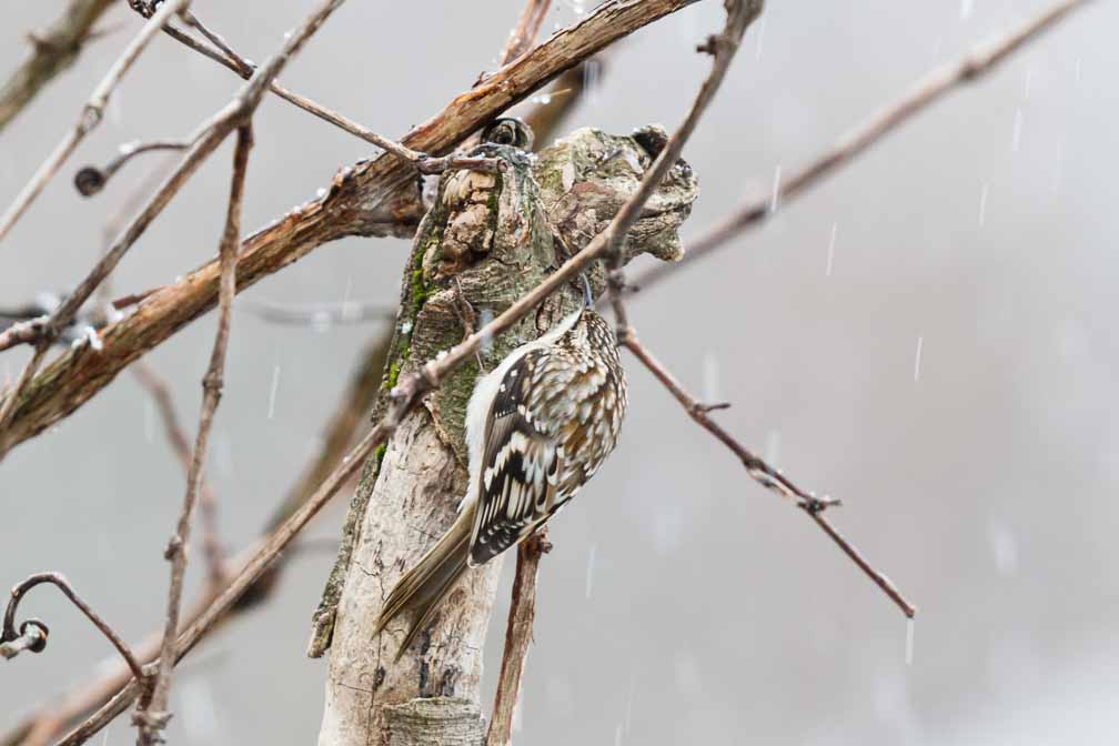 Canon EOS 7D Mark II  --  EF600mm f/4L IS II USM -- 1/100 sec at f / 4.5 -- ISO 1600 -- 1 1/3 EV -- 