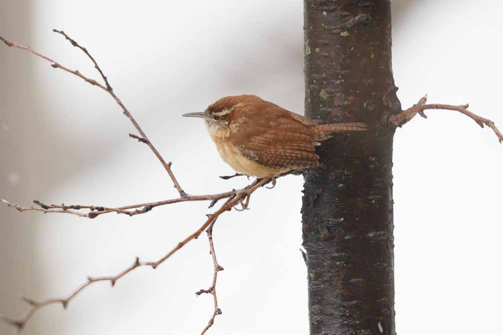 Canon EOS 7D Mark II  --  EF600mm f/4L IS II USM -- 1/160 sec at f / 4.5 -- ISO 1600 -- 2 1/3 EV -- 