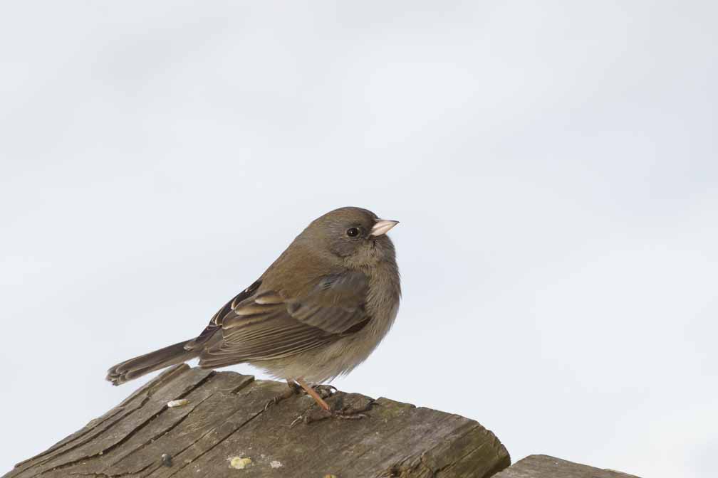 ILCE-6600  --  FE 200-600mm F5.6-6.3 G OSS -- 1/1600 sec at f / 7.1 -- ISO 800 -- 0 EV -- 