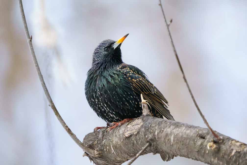 ILCE-6600  --  FE 200-600mm F5.6-6.3 G OSS -- 1/2000 sec at f / 6.3 -- ISO 5000 -- 3/10 EV -- 