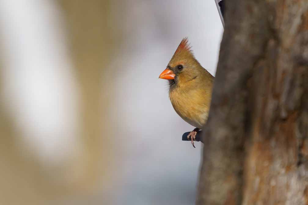 ILCE-6600  --  FE 200-600mm F5.6-6.3 G OSS -- 1/2000 sec at f / 6.3 -- ISO 500 -- 0 EV -- 