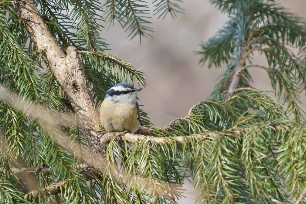 ILCE-6600  --  FE 200-600mm F5.6-6.3 G OSS -- 1/1600 sec at f / 7.1 -- ISO 2500 -- 3/10 EV -- 