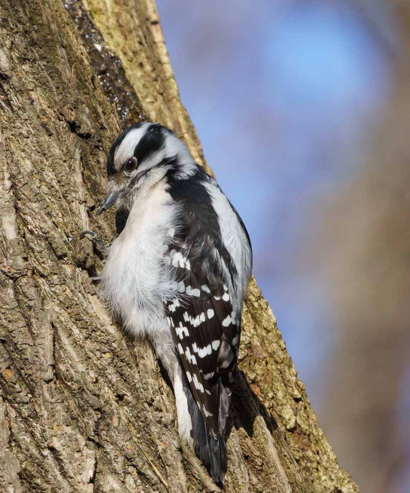 ILCE-6600  --  FE 200-600mm F5.6-6.3 G OSS -- 1/640 sec at f / 11 -- ISO 1000 -- 3/10 EV -- 