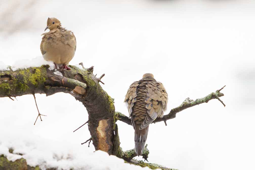 ILCE-7M3  --  FE 200-600mm F5.6-6.3 G OSS -- 1/400 sec at f / 6.3 -- ISO 1250 -- 0 EV -- 