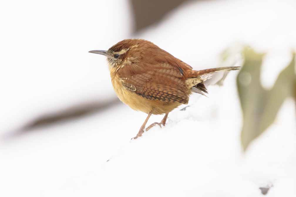 ILCE-7M3  --  FE 200-600mm F5.6-6.3 G OSS -- 1/800 sec at f / 6.3 -- ISO 2500 -- 2 EV -- 