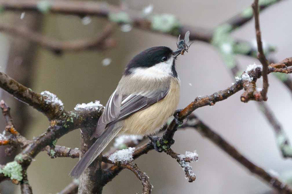 ILCE-7M3  --  FE 200-600mm F5.6-6.3 G OSS -- 1/320 sec at f / 7.1 -- ISO 1600 -- 0 EV -- 