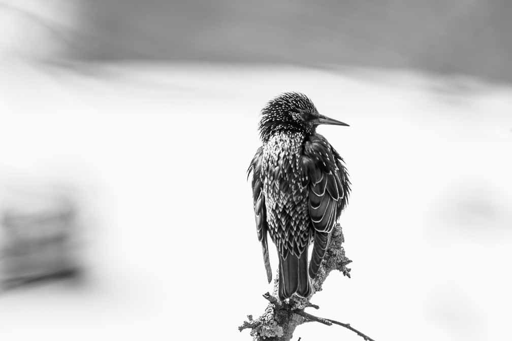 ILCE-7M3  --  FE 200-600mm F5.6-6.3 G OSS -- 1/500 sec at f / 6.3 -- ISO 320 -- 2 7/10 EV -- 