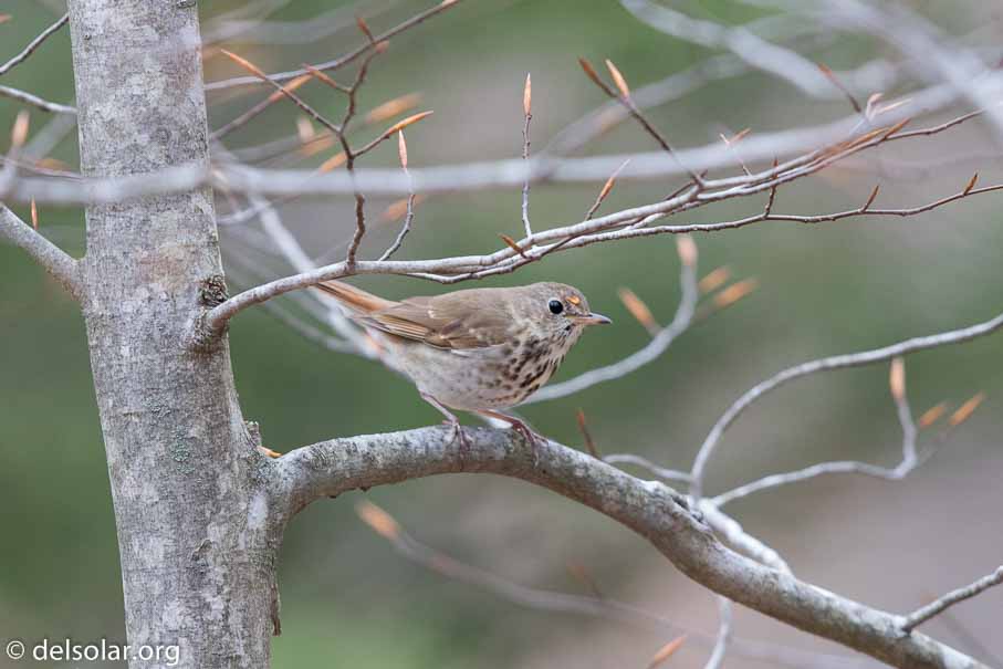 Canon EOS 7D Mark II  --  EF600mm f/4L IS II USM -- 1/400 sec at f / 4.5 -- ISO 1250 -- 1 EV -- 