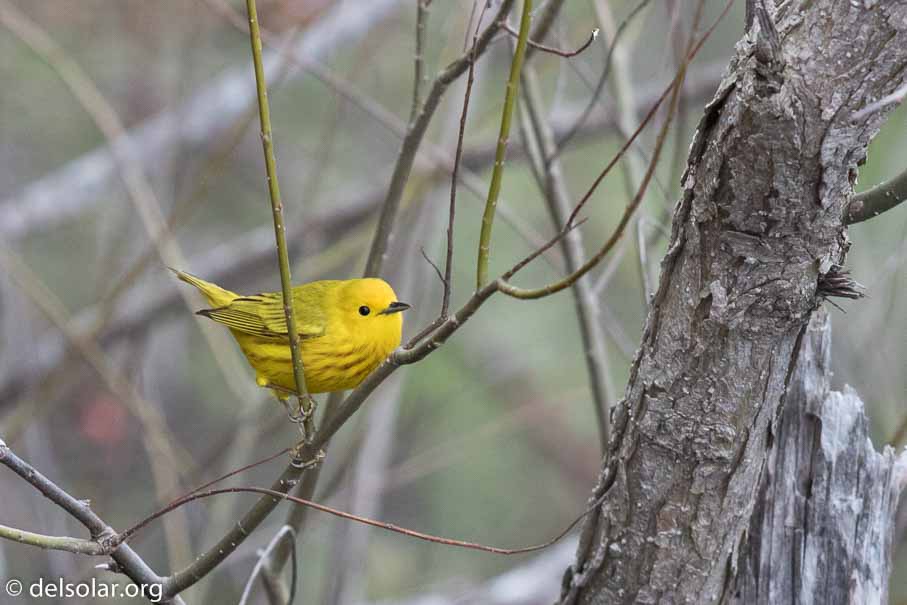 Canon EOS 7D Mark II  --  EF600mm f/4L IS II USM -- 1/800 sec at f / 4.5 -- ISO 1250 -- 1/3 EV -- 