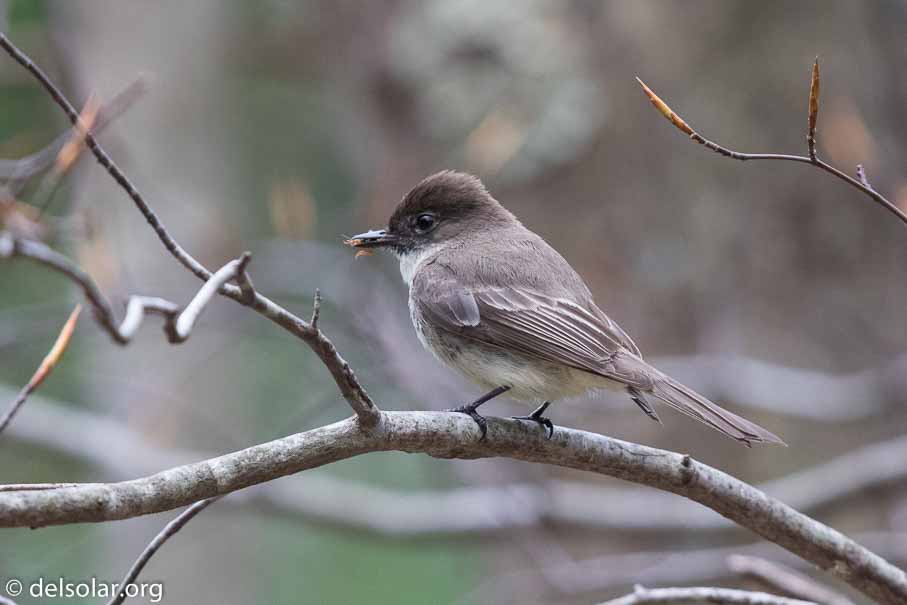 Canon EOS 7D Mark II  --  EF600mm f/4L IS II USM -- 1/1250 sec at f / 4.5 -- ISO 1600 -- 1/3 EV -- 